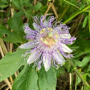 Meet your Posher, Shenelle